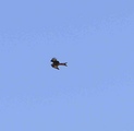 sort glente 29.08.08 1 nred.jpg